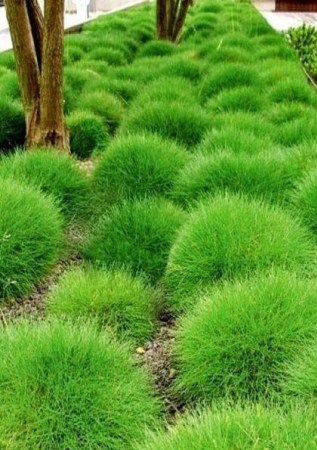 FESTUCA Gautera